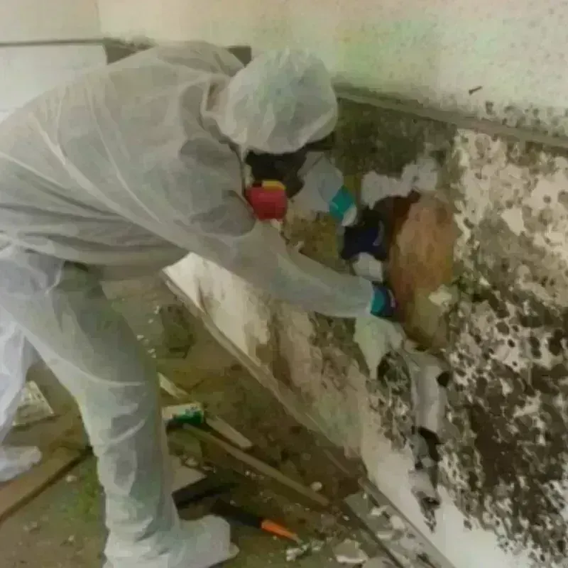 Mold Remediation and Removal in Valrico, FL